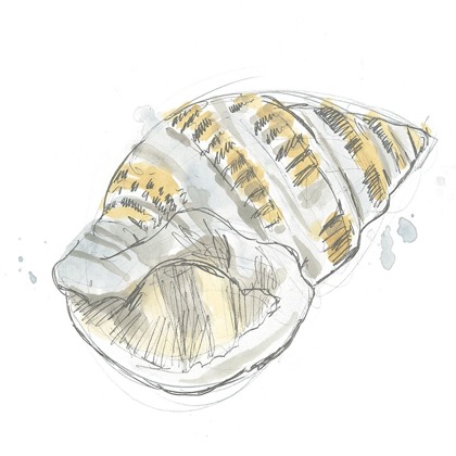 Picture of CITRON SHELL SKETCH I