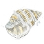Picture of CITRON SHELL SKETCH I