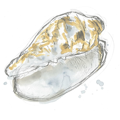 Picture of CITRON SHELL SKETCH IV