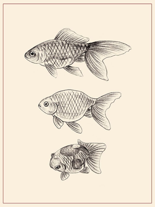 Picture of GOLDFISH IV