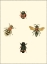 Picture of INSECTE I