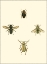 Picture of INSECTE II