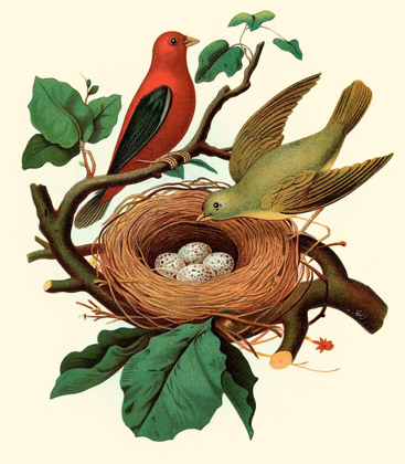 Picture of FEATHERING NEST II