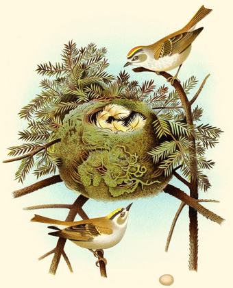 Picture of FEATHERING NEST III