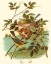Picture of FEATHERING NEST IV
