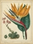 Picture of GOLDEN BIRD OF PARADISE