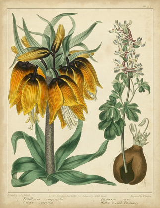 Picture of GOLDEN CROWN IMPERIAL
