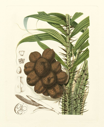 Picture of ISLAND FRUITS I