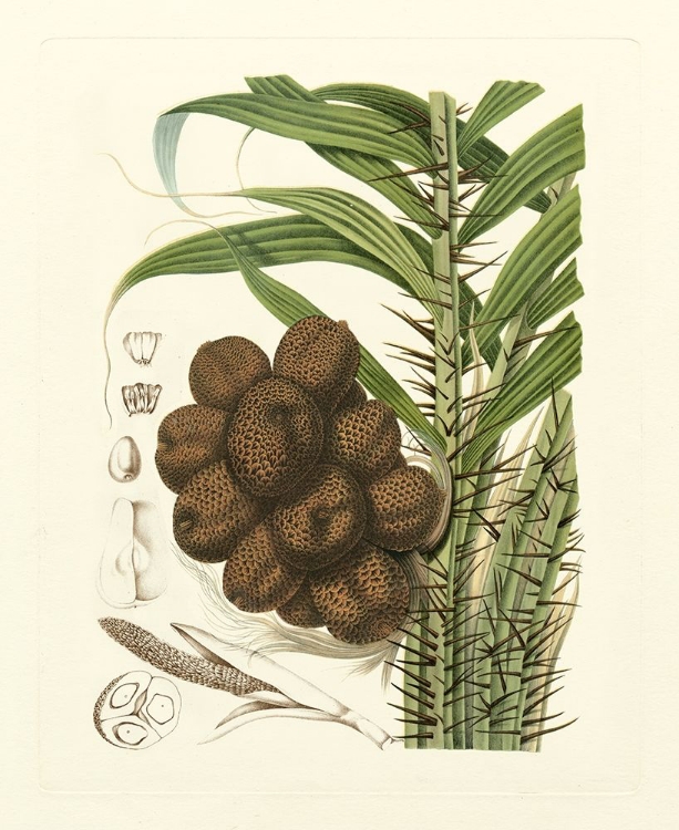 Picture of ISLAND FRUITS I