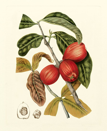 Picture of ISLAND FRUITS III