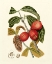Picture of ISLAND FRUITS III