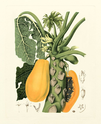 Picture of ISLAND FRUITS IV