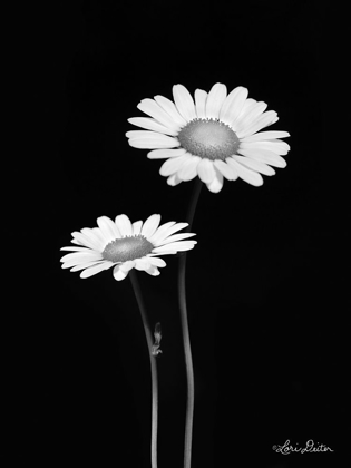 Picture of PAIR OF DAISIES