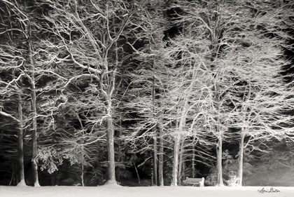 Picture of SNOWY TREES