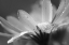Picture of DAISY