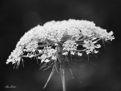 Picture of QUEEN ANNES LACE