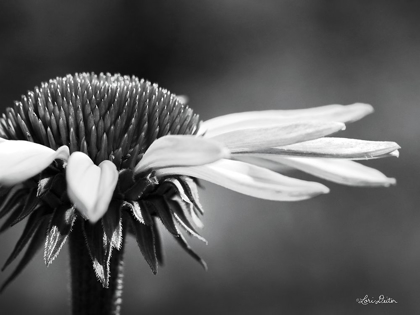 Picture of CONEFLOWER