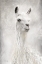 Picture of LULU THE LLAMA UP CLOSE