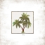 Picture of PALM TREES