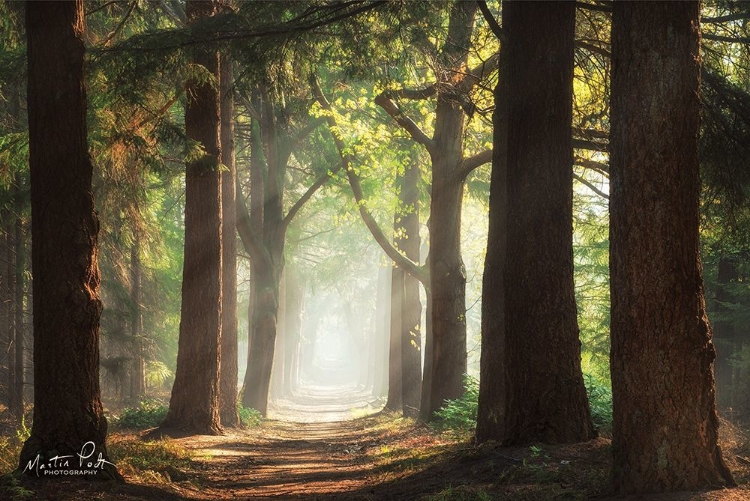 Picture of FRESH GREEN FOREST