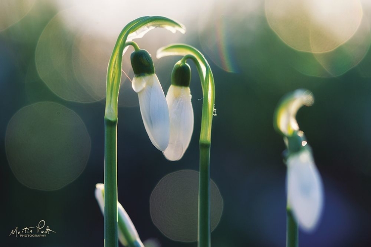 Picture of SNOWDROPS I 