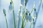 Picture of COUPLE OF SNOWDROPS 