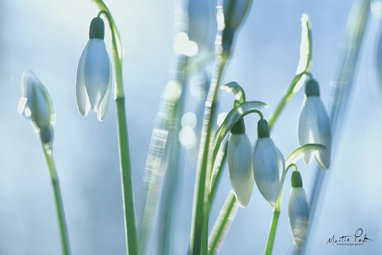 Picture of COUPLE OF SNOWDROPS 