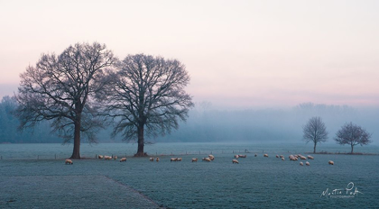 Picture of SHEEP ON A COLD MORNING