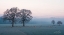 Picture of SHEEP ON A COLD MORNING