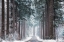 Picture of PINES IN WINTER DRESS
