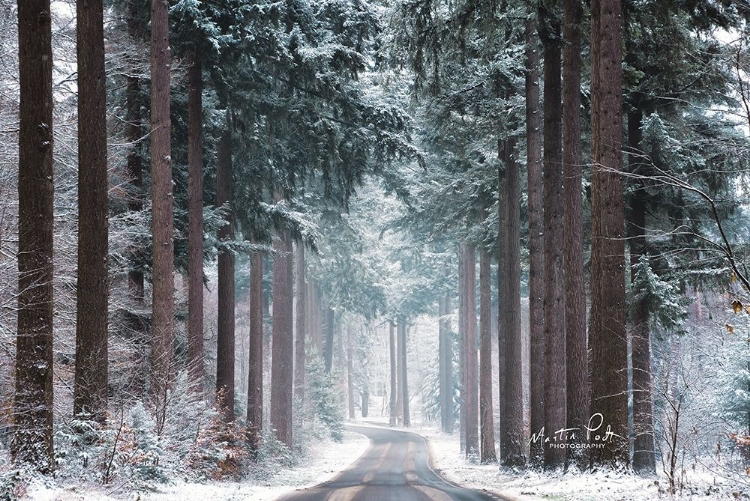 Picture of PINES IN WINTER DRESS