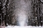 Picture of WINTER TUNNEL