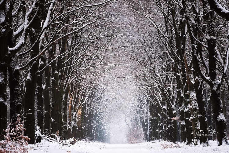 Picture of WINTER TUNNEL