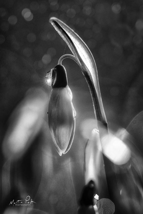 Picture of SNOWDROPS IN BLACK AND WHITE