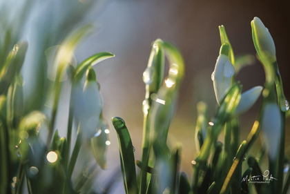 Picture of SNOWDROPS II