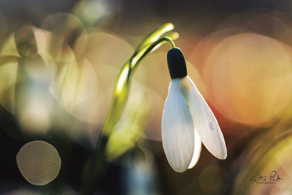 Picture of SNOWDROPS III