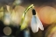 Picture of SNOWDROPS III