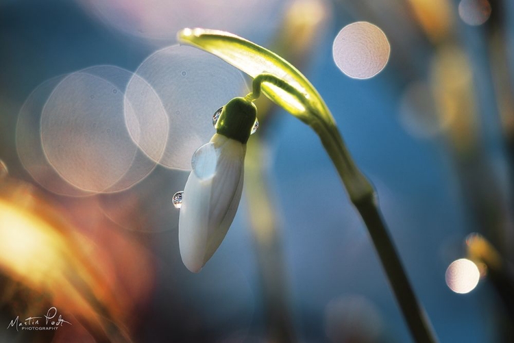 Picture of SNOWDROPS IV