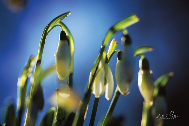 Picture of SNOWDROPS V