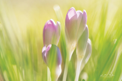 Picture of SOFT CROCUS