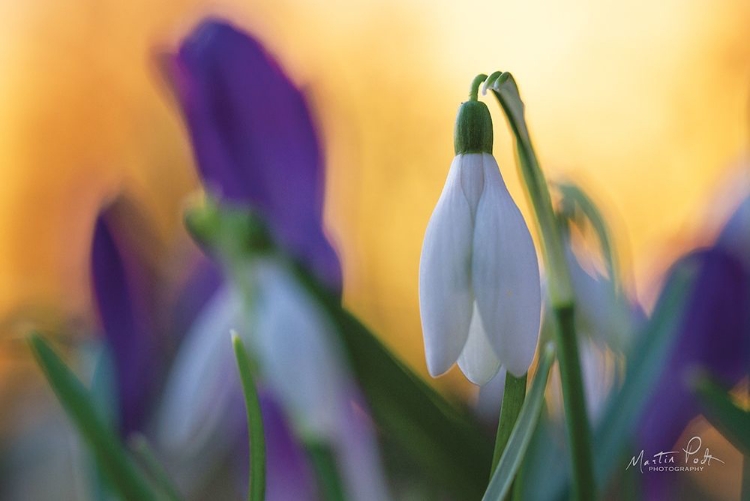 Picture of SNOWDROP AT SUNSET