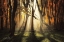 Picture of THE AWAKENING