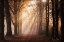 Picture of LOOK FOR THE LIGHT IN ALL THINGS