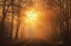 Picture of MISTY SUNRISE