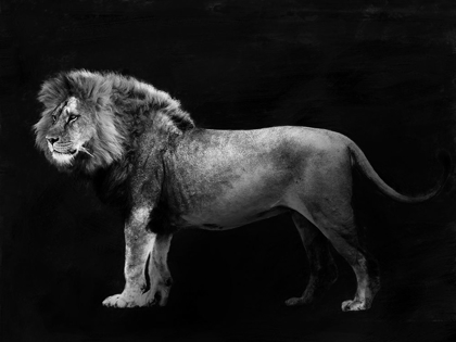 Picture of PANTHERA LEO