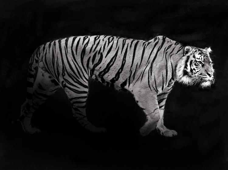 Picture of PANTHERA TIGRIS