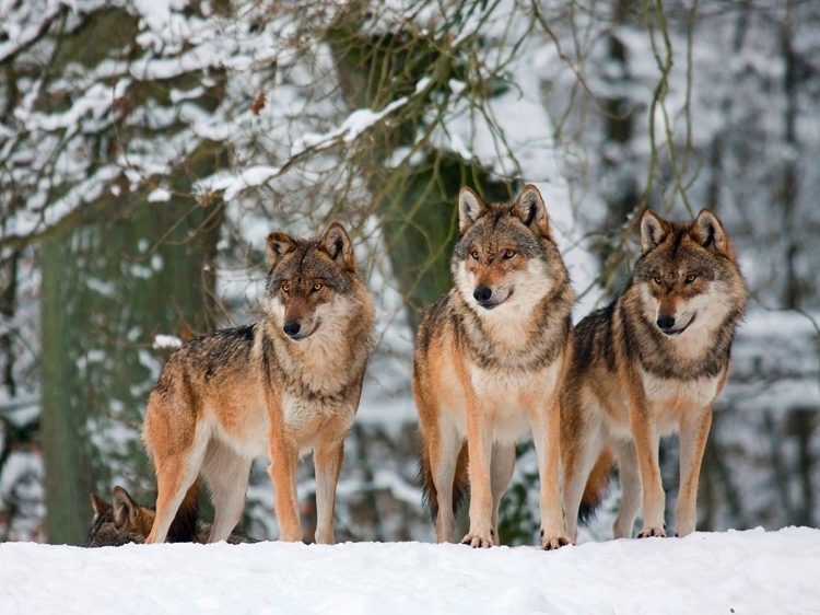 Picture of WOLVES IN THE SNOW, GERMANY