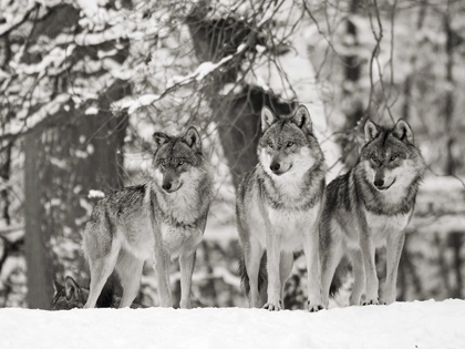 Picture of WOLVES IN THE SNOW, GERMANY (BW)