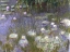 Picture of WATER LILIES