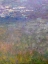 Picture of WATER LILIES II